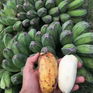 Saba Plantain Live Plant – Musa acuminata × balbisiana – 10-18 inches tall - Image 4