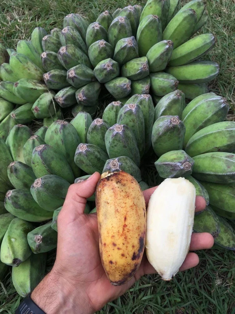 Saba Plantain Live Plant – Musa acuminata × balbisiana – 10-18 inches tall - Image 4