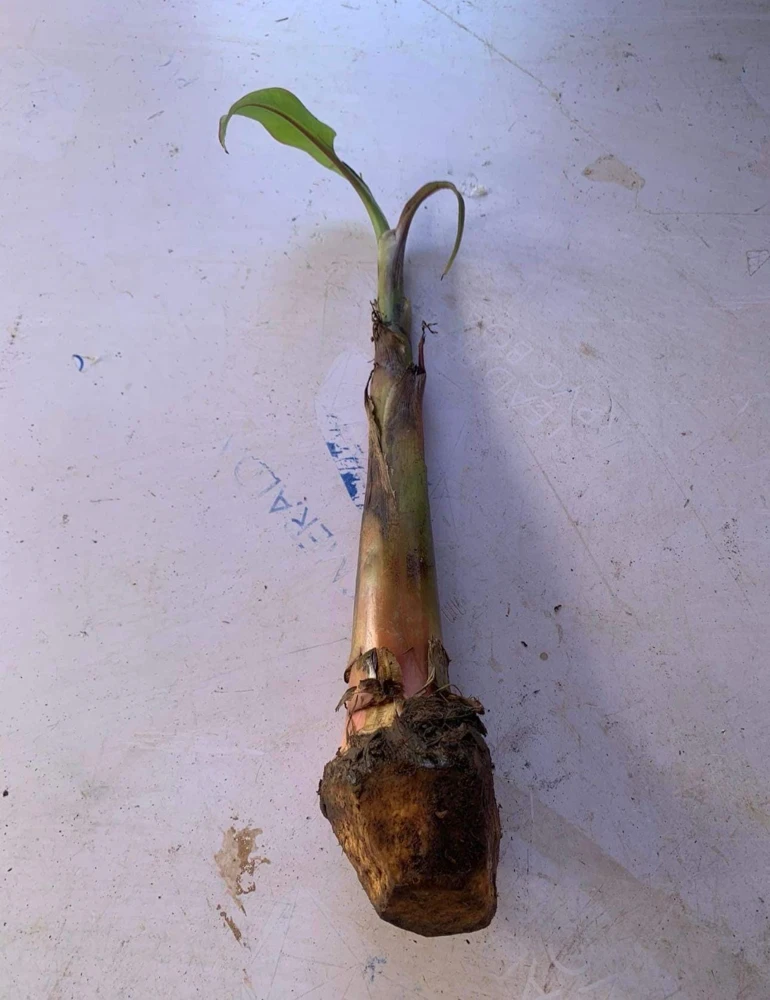 Saba Plantain Live Plant – Musa acuminata × balbisiana – 10-18 inches tall - Image 5