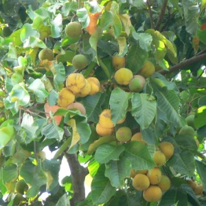 Santol Fruit Tree Live Plant (Sandoricum koetjape) 12-24 inch, Tropical Fruit - Image 2
