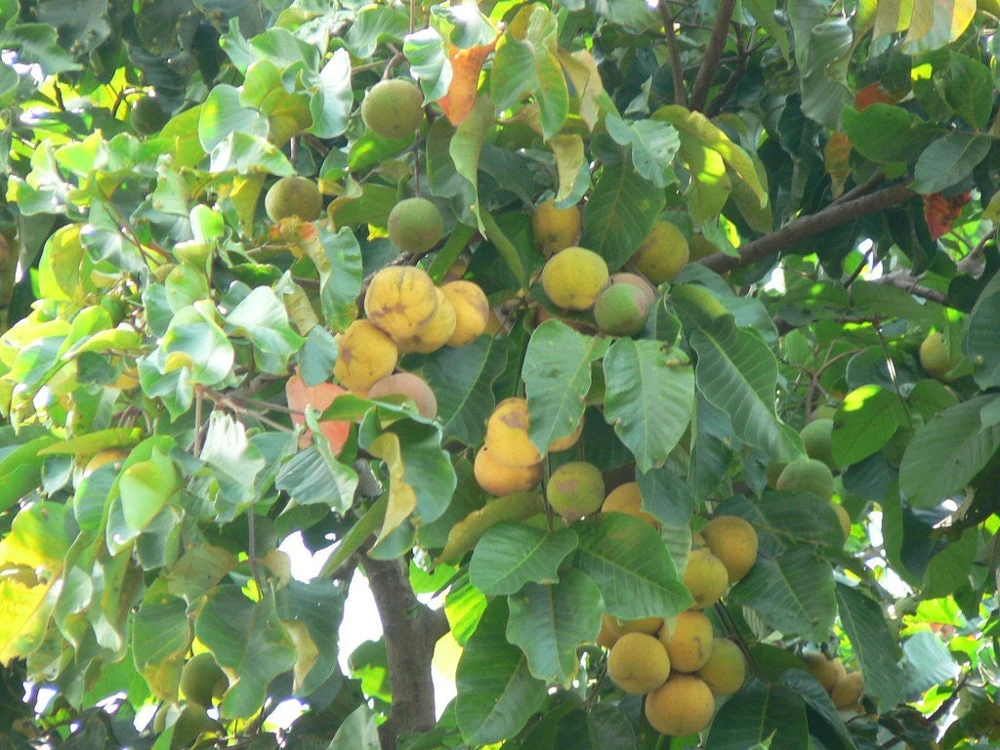 Santol Fruit Tree Live Plant (Sandoricum koetjape) 12-24 inch, Tropical Fruit - Image 2
