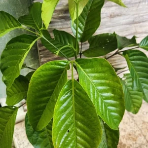 Santol Fruit Tree Live Plant (Sandoricum koetjape) 12-24 inch, Tropical Fruit - Image 3