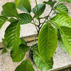 Santol Fruit Tree Live Plant (Sandoricum koetjape) 12-24 inch, Tropical Fruit - Image 4