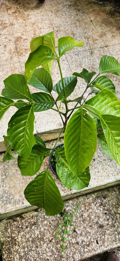 Santol Fruit Tree Live Plant (Sandoricum koetjape) 12-24 inch, Tropical Fruit - Image 4