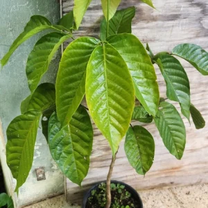 Santol Fruit Tree Live Plant (Sandoricum koetjape) 12-24 inch, Tropical Fruit - Image 5