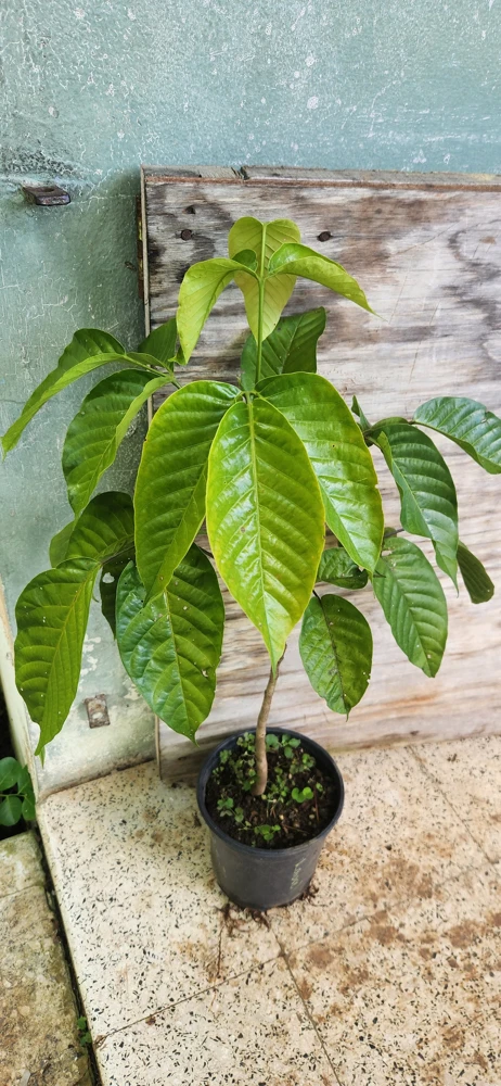 Santol Fruit Tree Live Plant (Sandoricum koetjape) 12-24 inch, Tropical Fruit - Image 5
