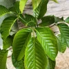 Santol Fruit Tree Live Plant (Sandoricum koetjape) 12-24 inch, Tropical Fruit - Image 1