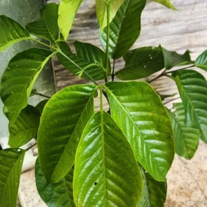 Santol Fruit Tree Live Plant (Sandoricum koetjape) 12-24 inch, Tropical Fruit - Image 1