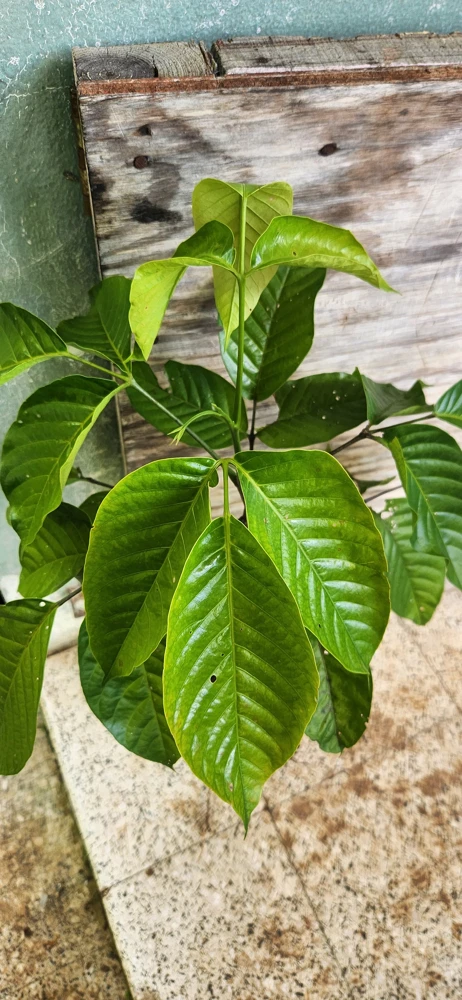 Santol Fruit Tree Live Plant (Sandoricum koetjape) 12-24 inch, Tropical Fruit - Image 1