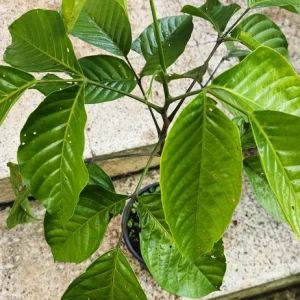 Santol Live Fruit Tree (Sandoricum koetjape) - 10 inch / 1 FT Tall - Image 5