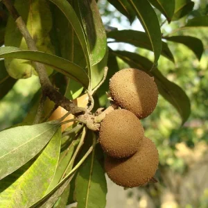 Sapodilla Tropical Live Fruit Tree (Manilkara zapota) 10-24in – Outdoor - Image 2