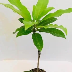 Sapodilla Tropical Live Fruit Tree (Manilkara zapota) 10-24in – Outdoor - Image 5