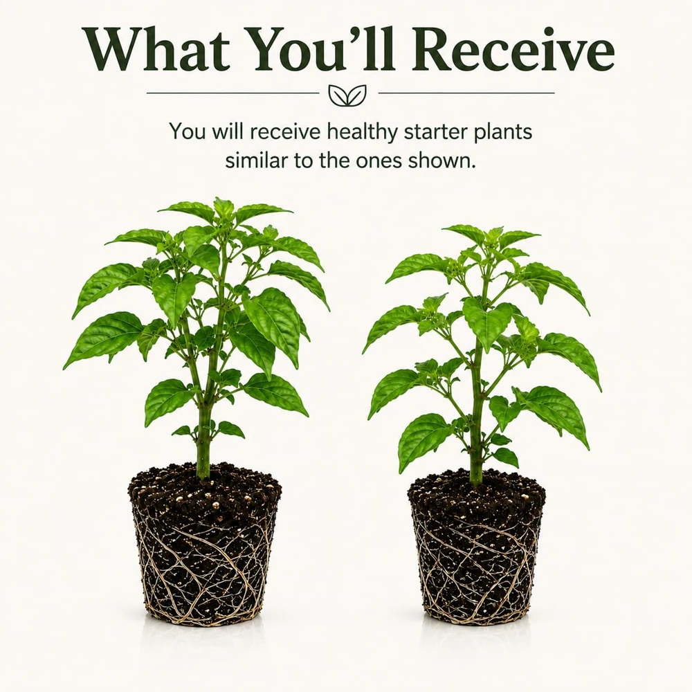 Set 2 Carolina Reaper Pepper Plants Live, Hot Red Chili Peppers, 4-6 Inch Tall - Image 2
