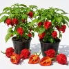 Set 2 Carolina Reaper Pepper Plants Live, Hot Red Chili Peppers, 4-6 Inch Tall - Image 1