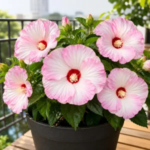 Set 2 Pink White Hibiscus Live Plants, 4-8 Inch Tall Tropical Shrub - Image 3