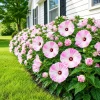 Set 2 Pink White Hibiscus Live Plants, 4-8 Inch Tall Tropical Shrub - Image 1