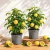 Set 2 Yellow Passionfruit Live Plants for Planting, 4-8 Inch Tall, No Pot - Image 1