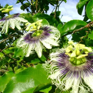 Set 2 Yellow Passionfruit Live Plants for Planting, 4-8 Inch Tall, No Pot - Image 7