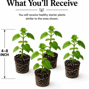 Set 4 Catnip Plants Live for Planting, Herb Catnip Plant Perennial, Outdoor Indoor Garden, 4-8 Inch Tall. No Pot - Image 2