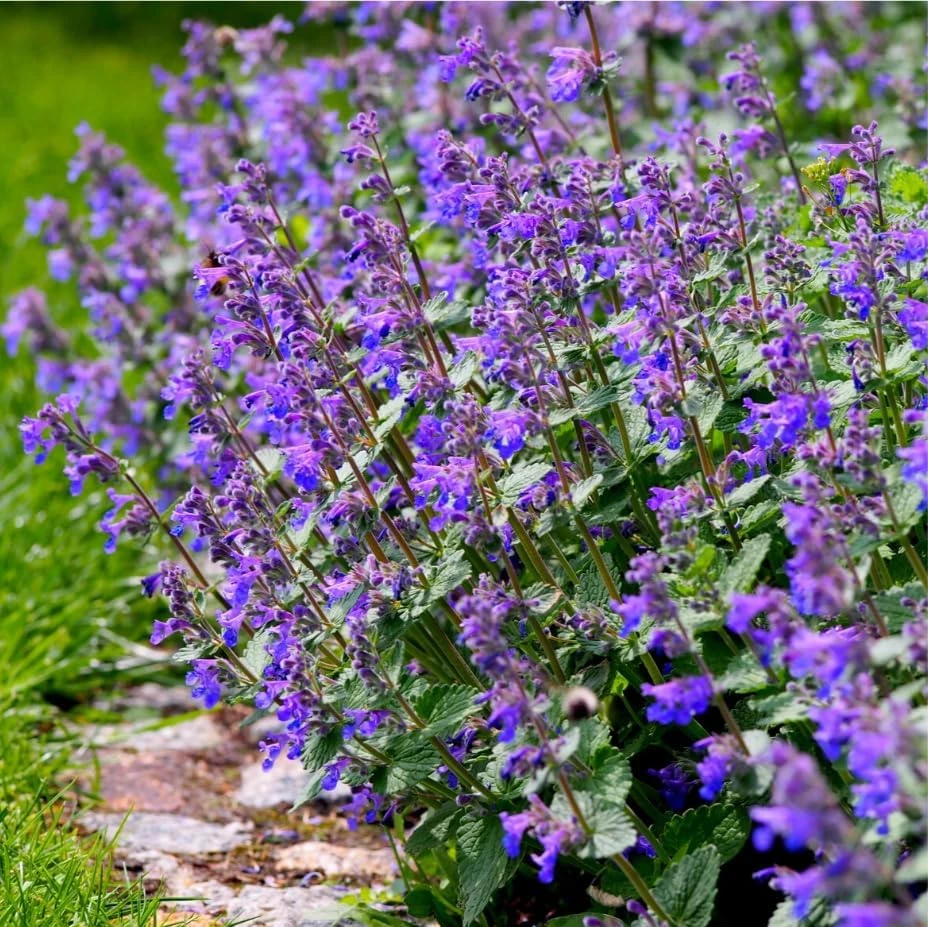 Set 4 Catnip Plants Live for Planting, Herb Catnip Plant Perennial, Outdoor Indoor Garden, 4-8 Inch Tall. No Pot - Image 7