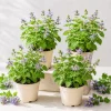 Set 4 Catnip Plants Live for Planting, Herb Catnip Plant Perennial, Outdoor Indoor Garden, 4-8 Inch Tall. No Pot - Image 1