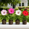 Set 4 Mixed Hibiscus Live Plant, Hardy Tropical Flower Shrub, 4-8 Inch Tall - Image 1