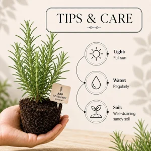 Set of 2 ARP Rosemary Live Plants – 4-7 Inch Herb Starter Plants for Outdoor - Image 3