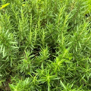 Set of 2 ARP Rosemary Live Plants – 4-7 Inch Herb Starter Plants for Outdoor - Image 4