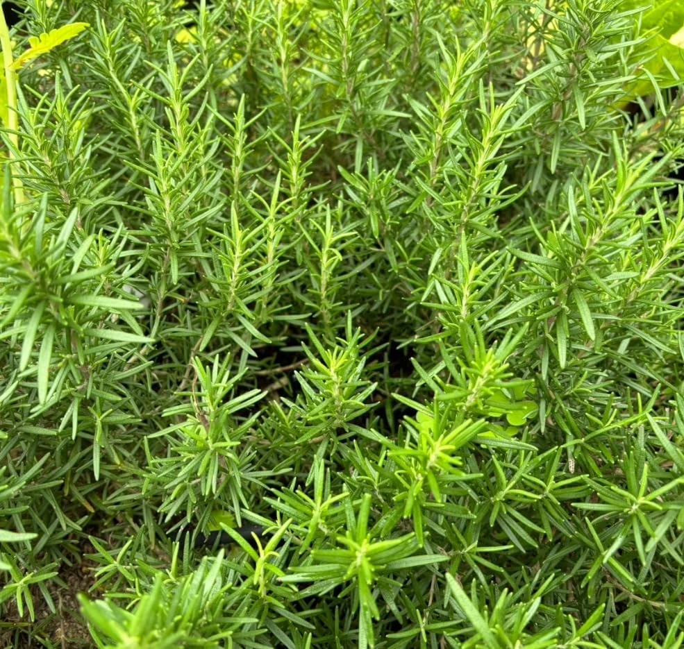 Set of 2 ARP Rosemary Live Plants – 4-7 Inch Herb Starter Plants for Outdoor - Image 4