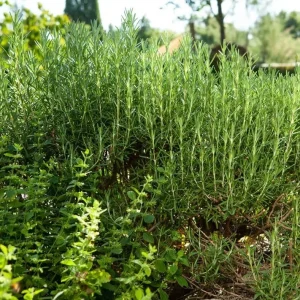 Set of 2 ARP Rosemary Live Plants – 4-7 Inch Herb Starter Plants for Outdoor - Image 5