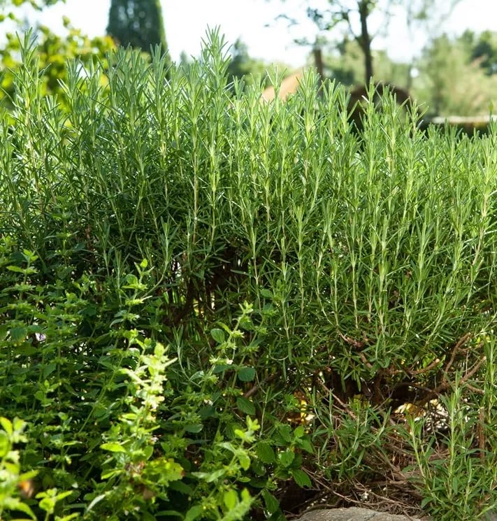 Set of 2 ARP Rosemary Live Plants – 4-7 Inch Herb Starter Plants for Outdoor - Image 5