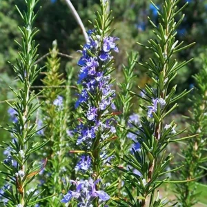 Set of 2 ARP Rosemary Live Plants – 4-7 Inch Herb Starter Plants for Outdoor - Image 6