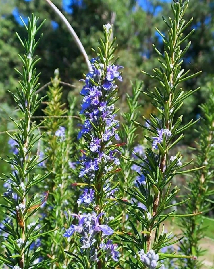 Set of 2 ARP Rosemary Live Plants – 4-7 Inch Herb Starter Plants for Outdoor - Image 6