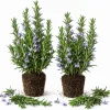 Set of 2 ARP Rosemary Live Plants – 4-7 Inch Herb Starter Plants for Outdoor - Image 1