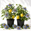 Set of 2 Blue Passiflora Live Plants, Passion Flower Vine, 4-6 Inch Tall - Image 1