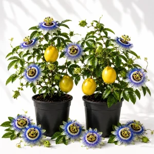 Set of 2 Blue Passiflora Live Plants, Passion Flower Vine, 4-6 Inch Tall - Image 1