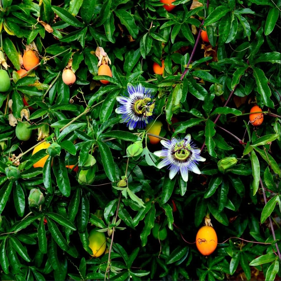 Set of 2 Blue Passiflora Live Plants, Passion Flower Vine, 4-6 Inch Tall - Image 7