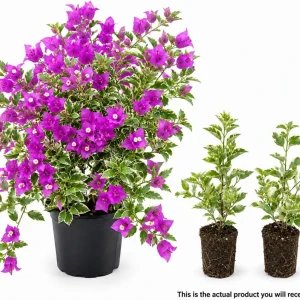 Set of 2 Blueberry Ice Bougainvillea Live Plants, 4-7 Inches Tall, Flowering Vine - Image 3