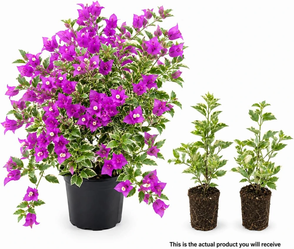 Set of 2 Blueberry Ice Bougainvillea Live Plants, 4-7 Inches Tall, Flowering Vine - Image 3
