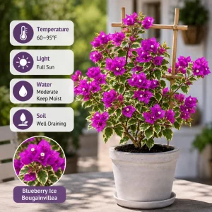 Set of 2 Blueberry Ice Bougainvillea Live Plants, 4-7 Inches Tall, Flowering Vine - Image 5