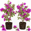 Set of 2 Blueberry Ice Bougainvillea Live Plants, 4-7 Inches Tall, Flowering Vine - Image 1
