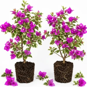 Set of 2 Blueberry Ice Bougainvillea Live Plants, 4-7 Inches Tall, Flowering Vine - Image 1