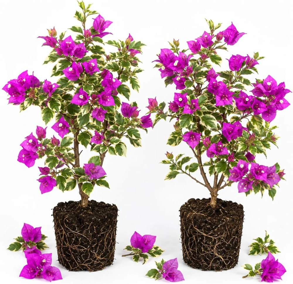 Set of 2 Blueberry Ice Bougainvillea Live Plants, 4-7 Inches Tall, Flowering Vine - Image 1