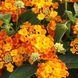 Set of 2 Bright Orange Lantana Live Plants, 4-7 Inches Tall, Outdoor Flowering Shrub - Image 2