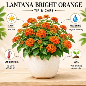 Set of 2 Bright Orange Lantana Live Plants, 4-7 Inches Tall, Outdoor Flowering Shrub - Image 3