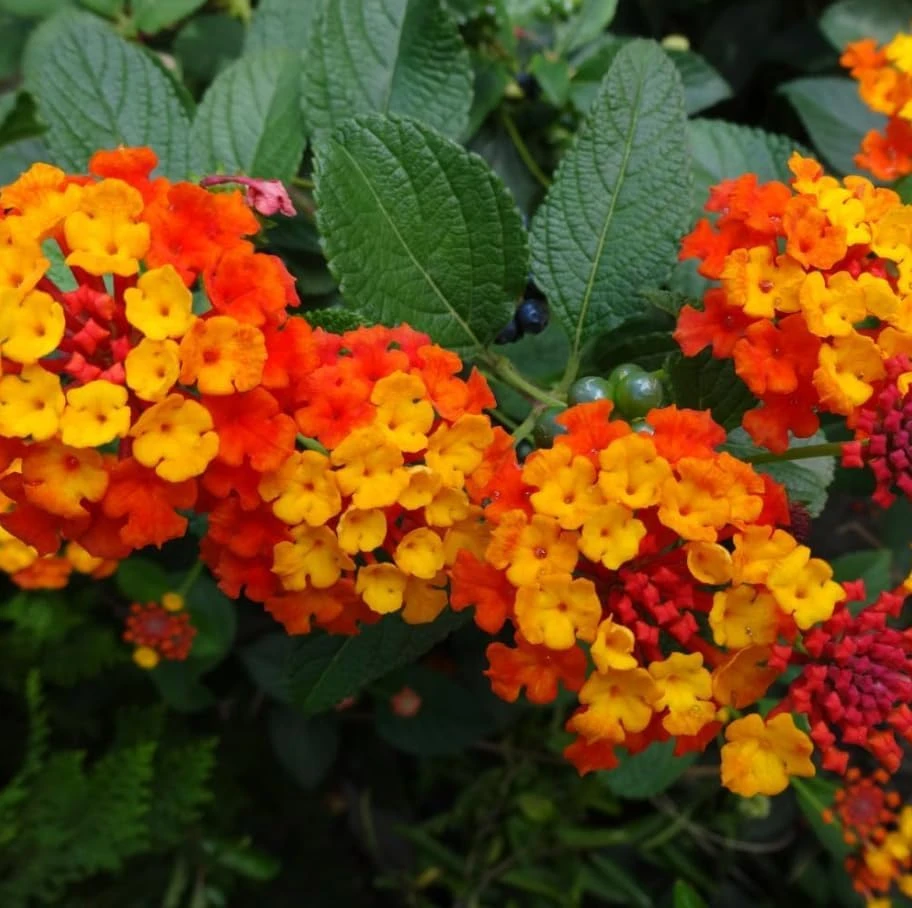 Set of 2 Bright Orange Lantana Live Plants, 4-7 Inches Tall, Outdoor Flowering Shrub - Image 4