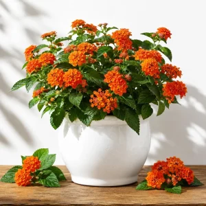 Set of 2 Bright Orange Lantana Live Plants, 4-7 Inches Tall, Outdoor Flowering Shrub - Image 1