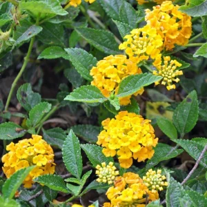 Set of 2 Chapel Hill Gold Lantana Live Plants - Yellow Flowering Shrub, 4-7 Inches Tall, Outdoor - Image 2