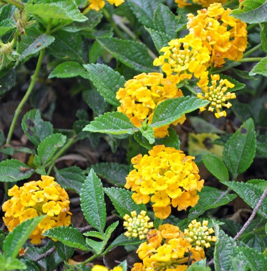 Set of 2 Chapel Hill Gold Lantana Live Plants - Yellow Flowering Shrub, 4-7 Inches Tall, Outdoor - Image 2