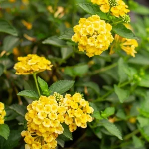Set of 2 Chapel Hill Gold Lantana Live Plants - Yellow Flowering Shrub, 4-7 Inches Tall, Outdoor - Image 4